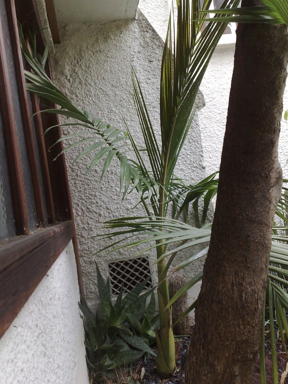 a c illawara juin2011.jpg