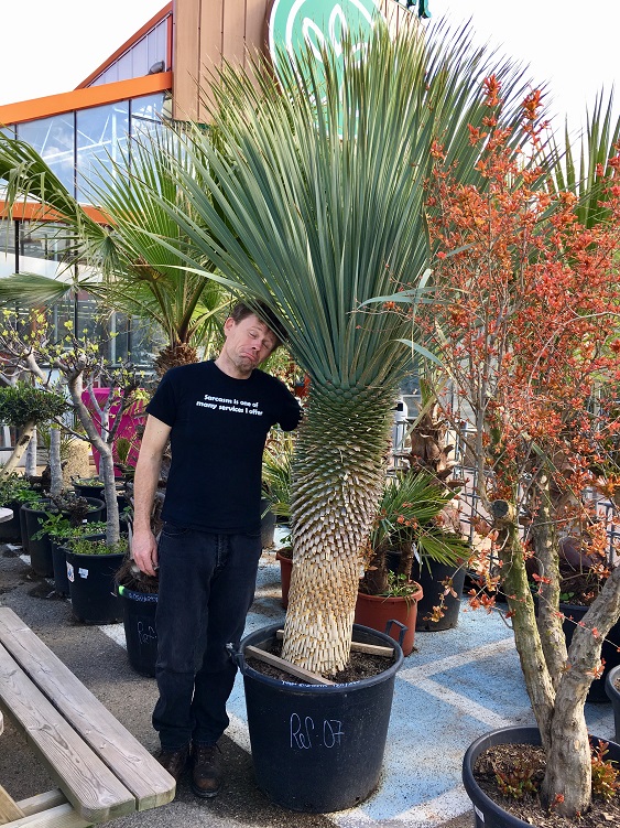 Torpille N° III ....jpg