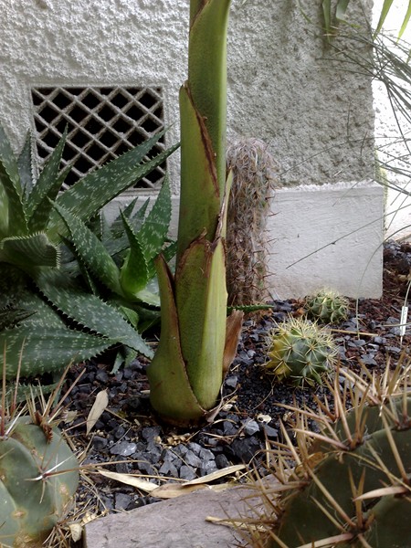 a c illawara juin 2011.jpg