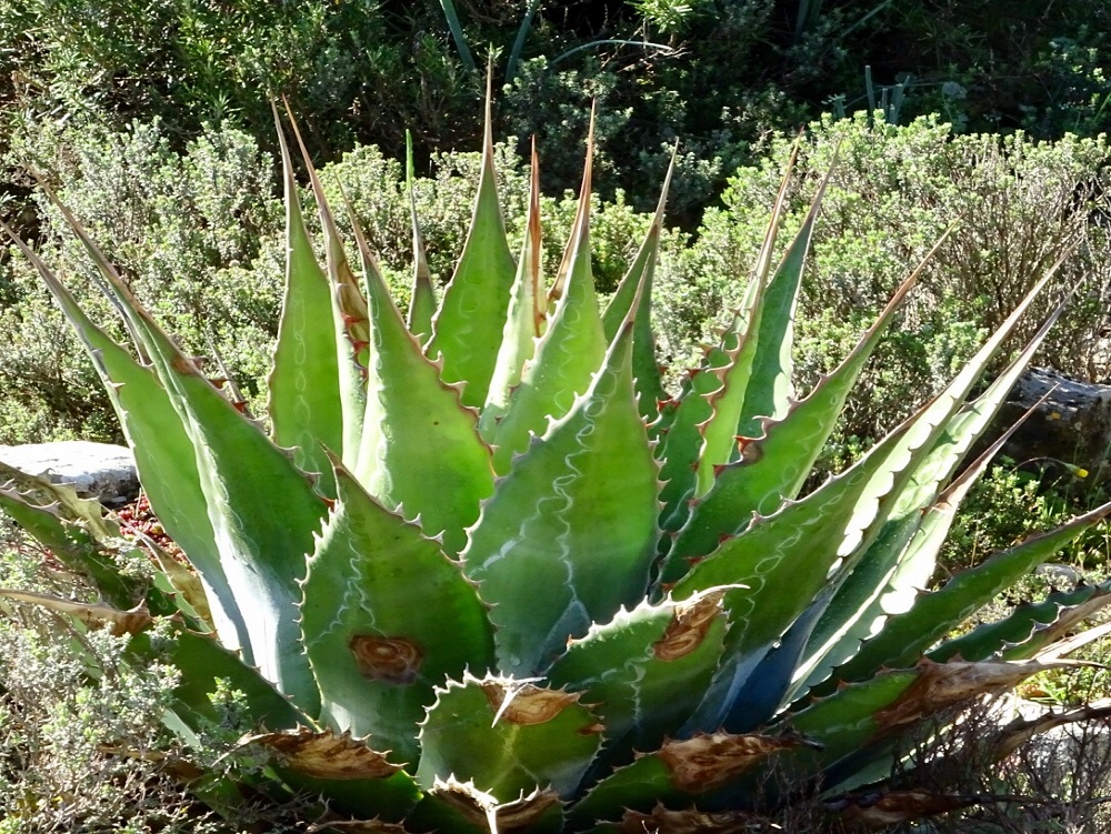 Agave Montana.jpg