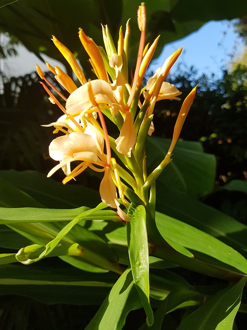 Hedychium Pink V 08102016 (6).jpg