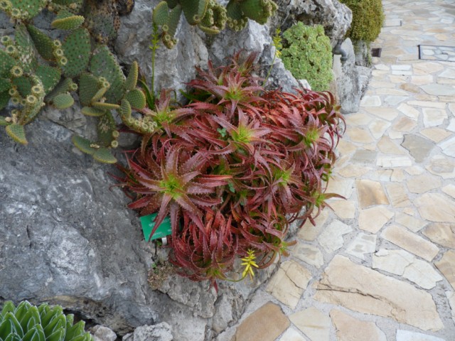P1020954 [DVD (NTSC)].JPG