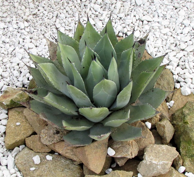 agave havardiana (Copier).JPG