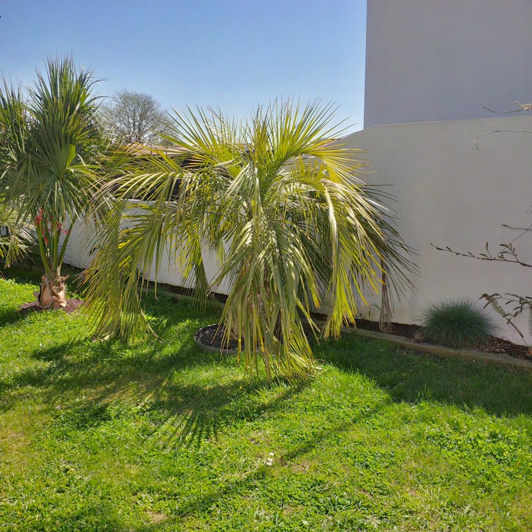 butia yatay et palmetto.jpg