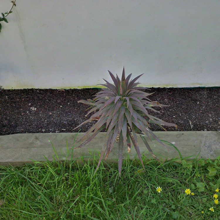 yucca.jpg