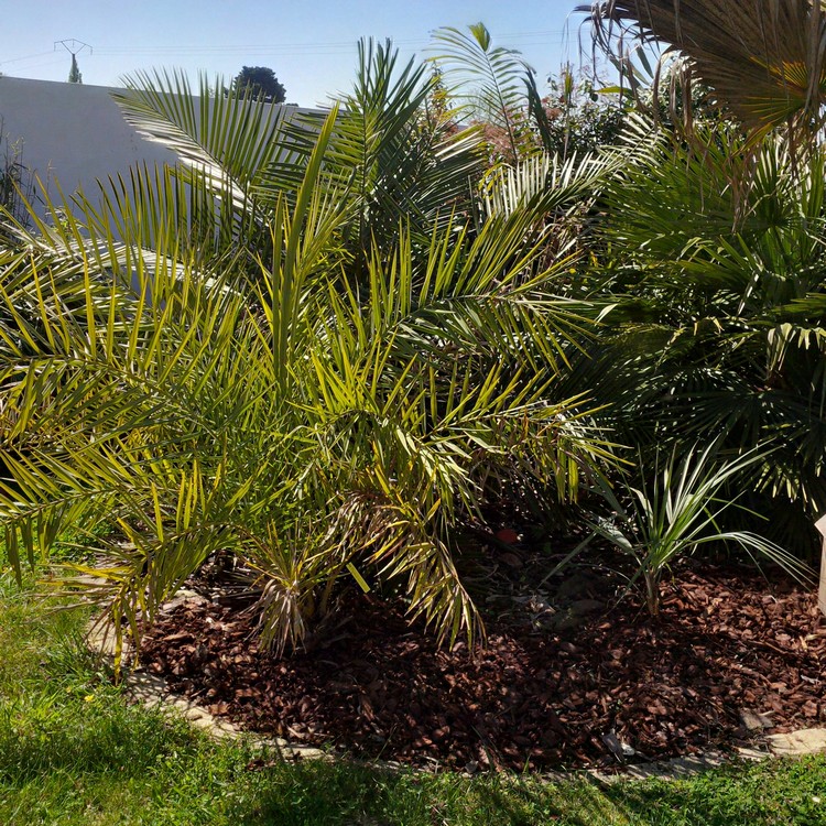 Phoenix sylvestris et brahea elegans.jpg