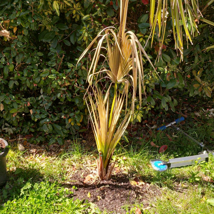 sabal maritima.jpg