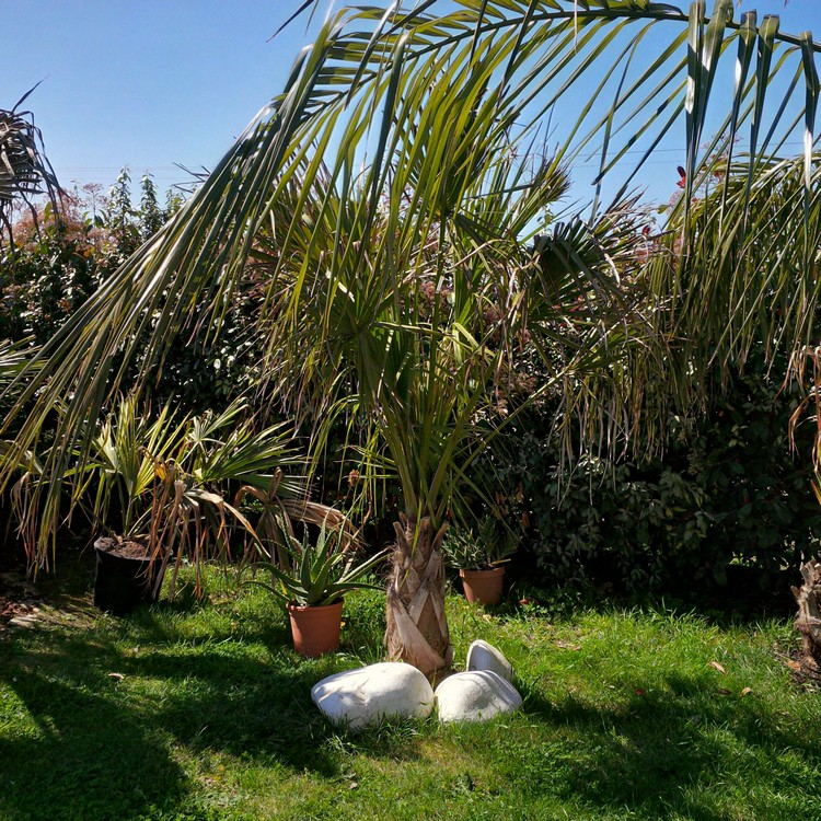 sabal causarium.jpg
