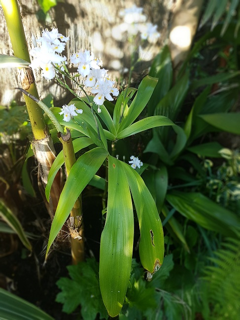 Iris confusa 11042017 (1).jpg