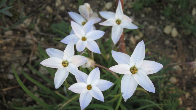 Ipheion uniflorum