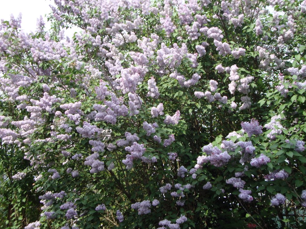 Jardin 1 17.jpg