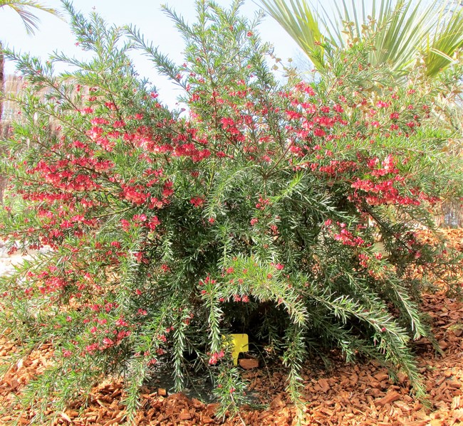 grevillea jerkinsii (Copier).JPG