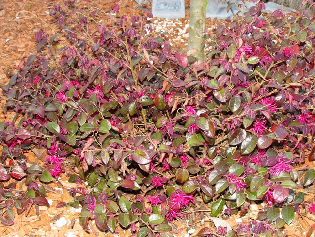 loropetalum chinense fire dance (Copier).JPG