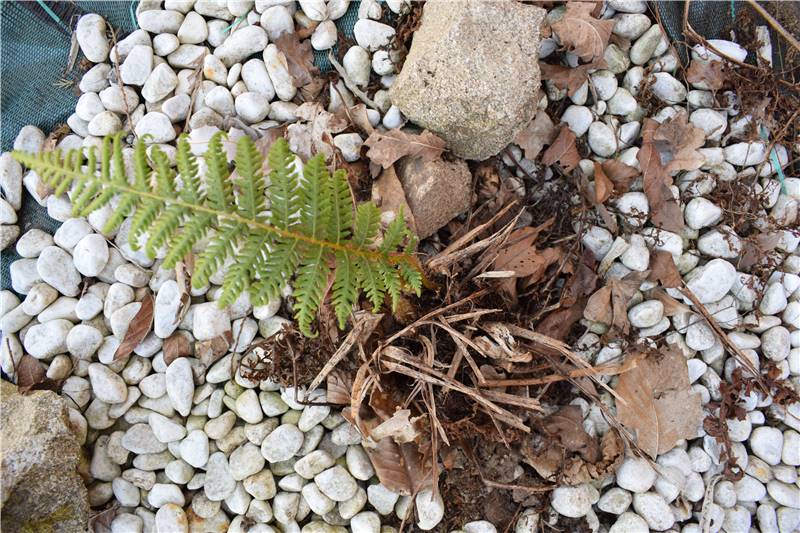 cyathea.JPG