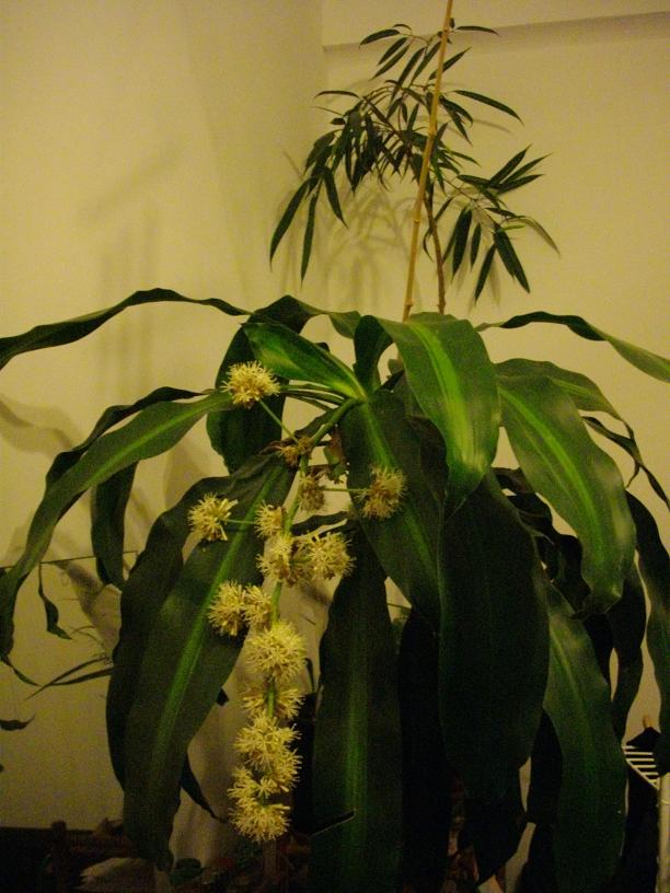 Fleurs.JPG