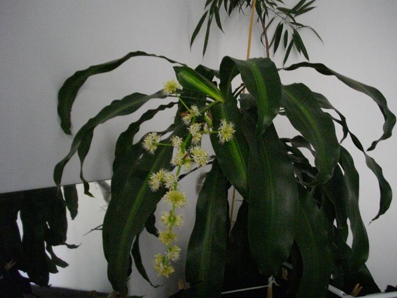 Fleurs4.JPG