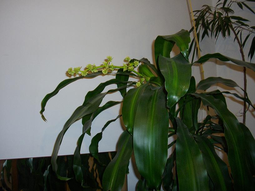 Fleurs3.JPG