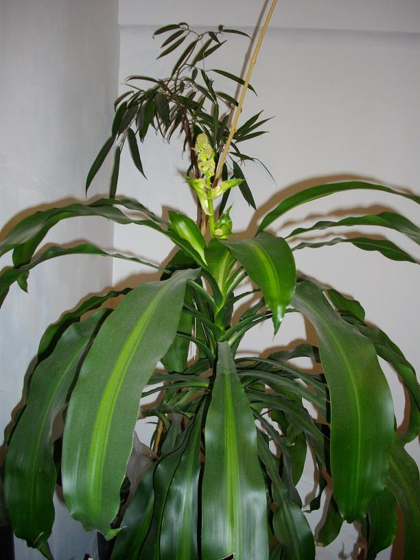 Fleurs1.JPG
