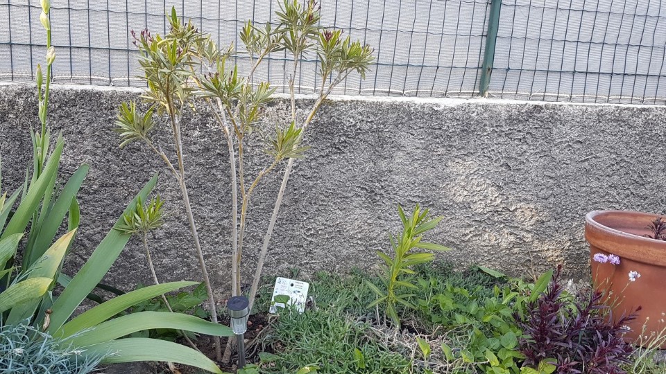 Lauriers roses passés de pot à terre