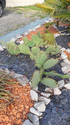 Opuntia Rastrera repart de partout