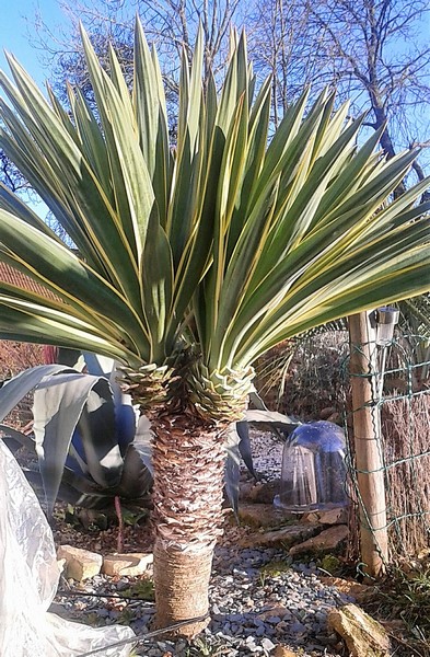 yucca gloriosa variegata (Copier).JPG