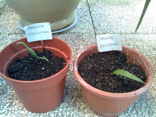 PLANTULESPHOENIX.JPG