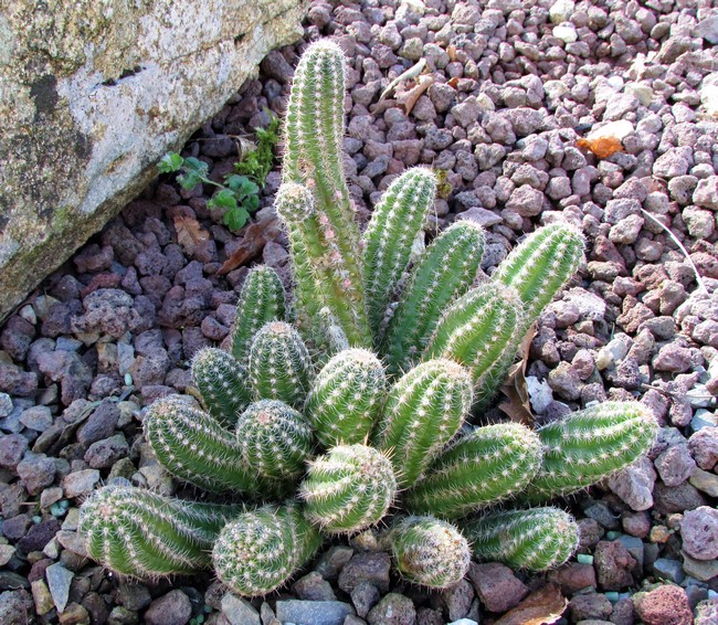 chamacereus sylvestrii (Copier).JPG