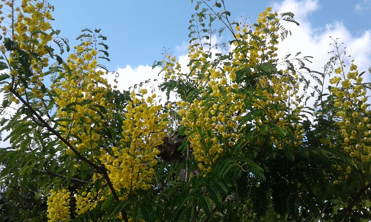 Caesalpinia &quot;japonica&quot;<br />Une merveille !!!........