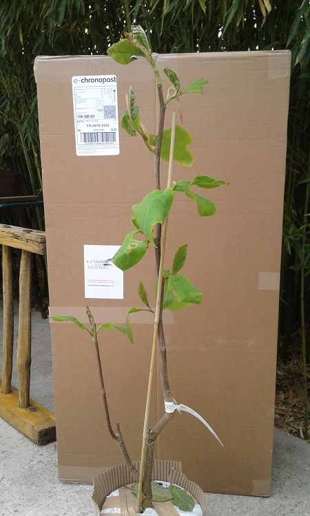 Magnolia "felix jury"