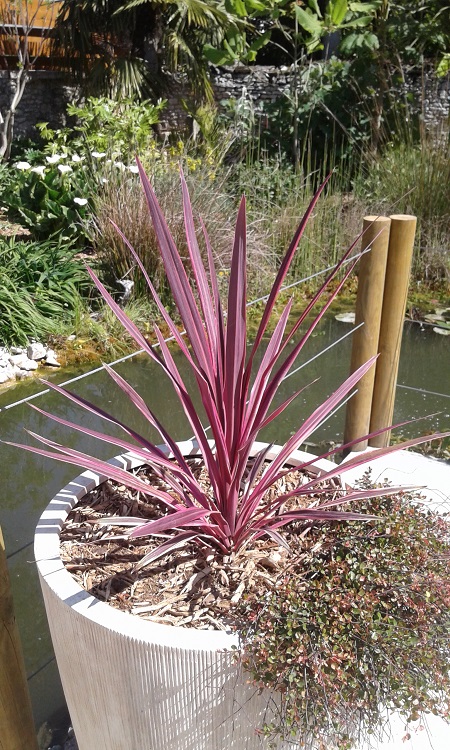 Cordyline "pink passion"