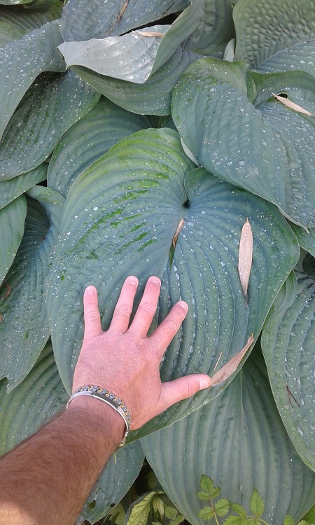 Détail de la taille de la feuille !!!...
