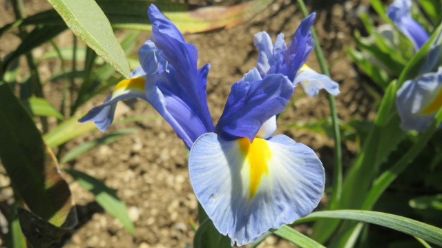 Iris hollandica