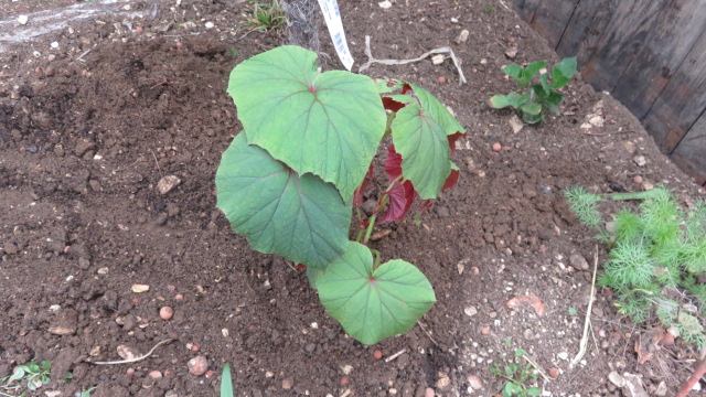 begonia grandis.JPG