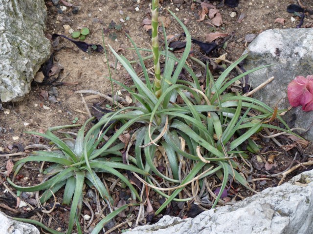 Une broméliacée en fleur qui me semble etre un puya