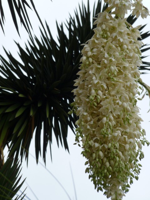 L'inflorescence est trés impressionante.