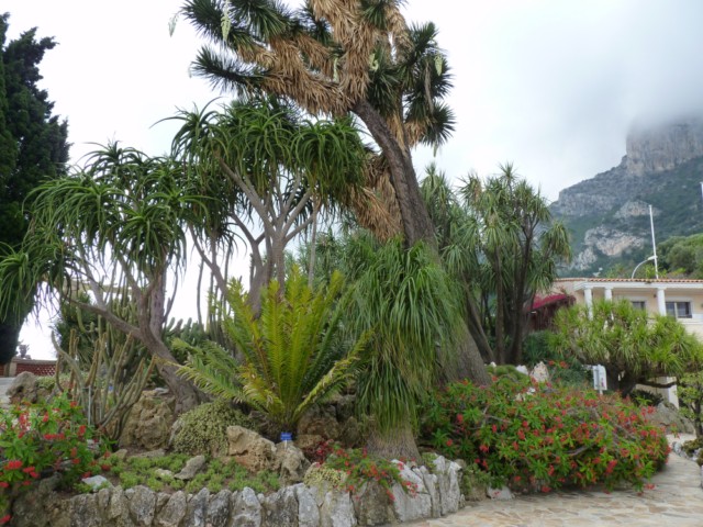 Le majestueux Yucca filifera qui se trouve sur l'entrée.