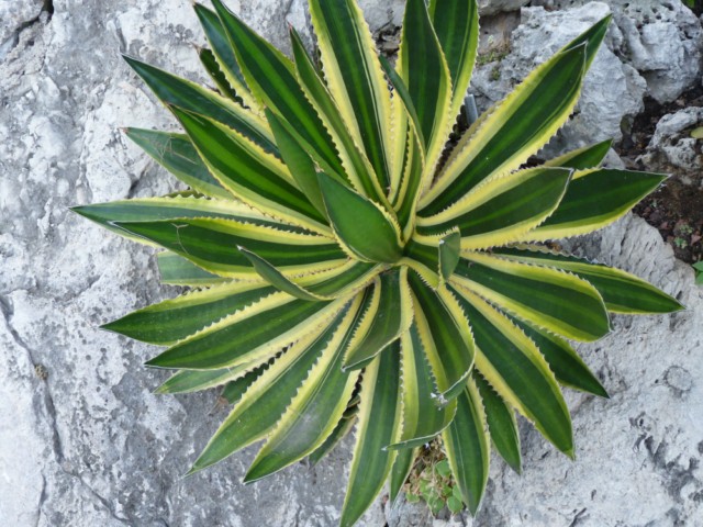 Agave lophanta quadricolor