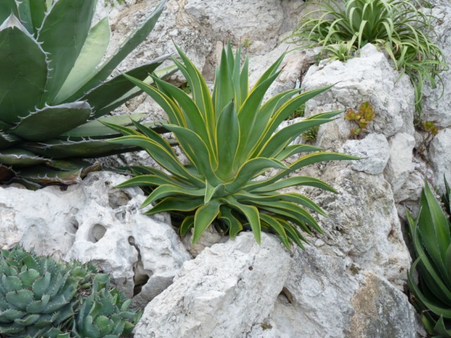 Agave desmetiana variegata