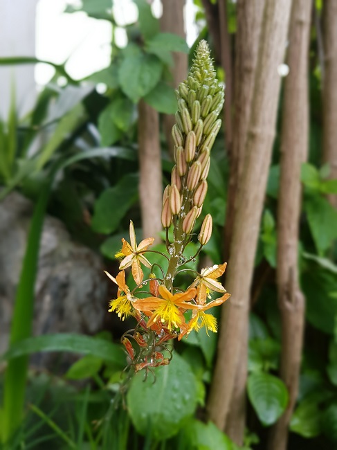Jardin 14052017 (13).jpg