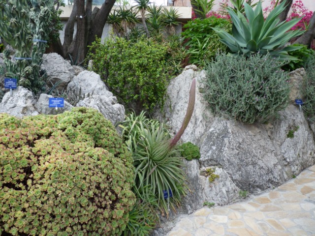 Une Agave bracteosa en début de floraison.