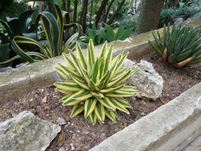 Une magnifique victoria reginae variegata.