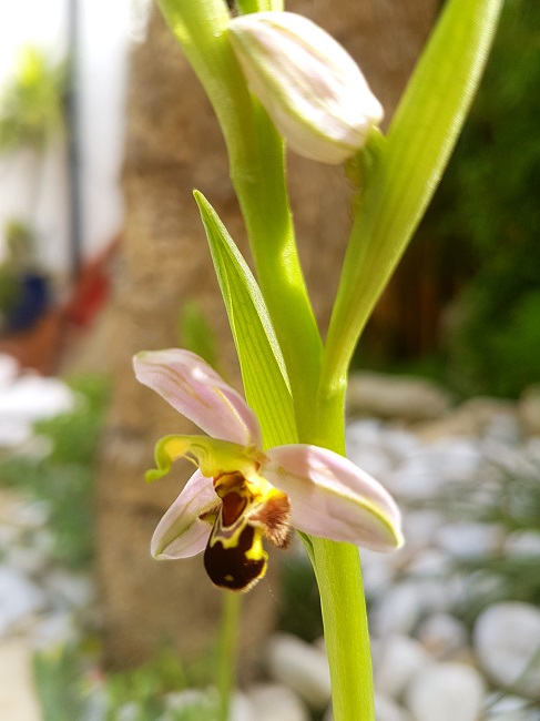 Ophrys Apifera mai 2017 (4).jpg