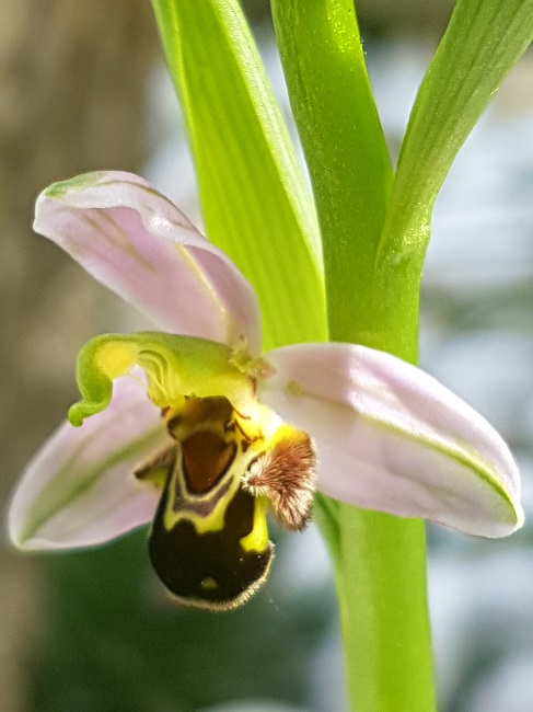 Ophrys Apifera mai 2017 (5).jpg