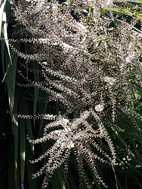 Cordylines australis 16052017 (6).jpg