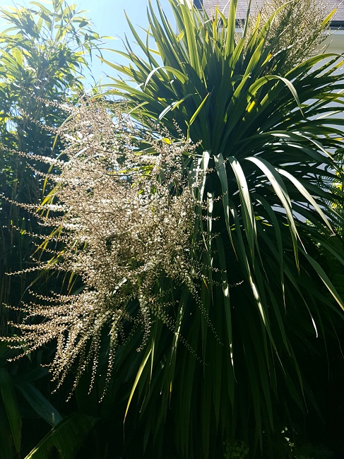 Cordylines australis 16052017 (10).jpg