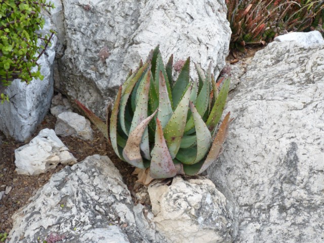 Una Aloe peglerae me semble t'il ?