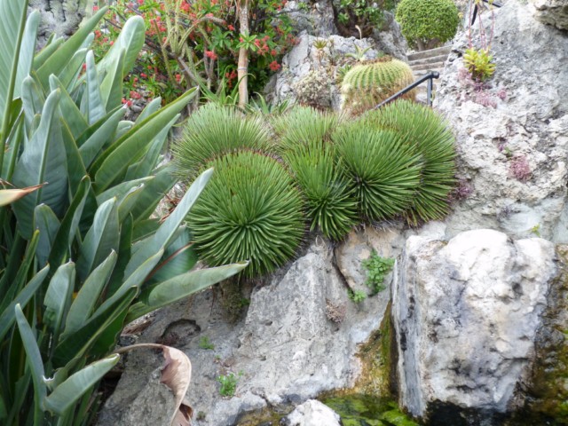 Un bel ensemble d'Agave stricta.