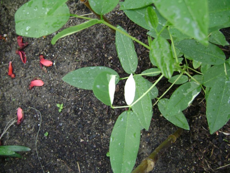 DSC03195 Erythrina X bidwillii.jpg