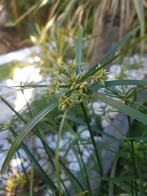 Cyperus.jpg