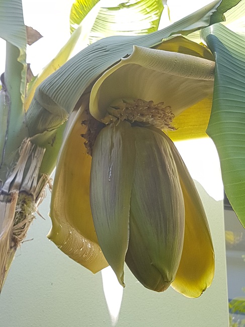 Inflorescence musa 5.jpg